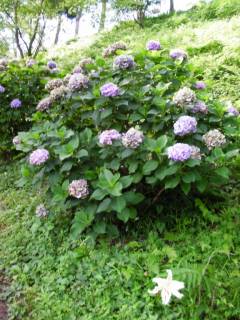 紫陽花とユリの花